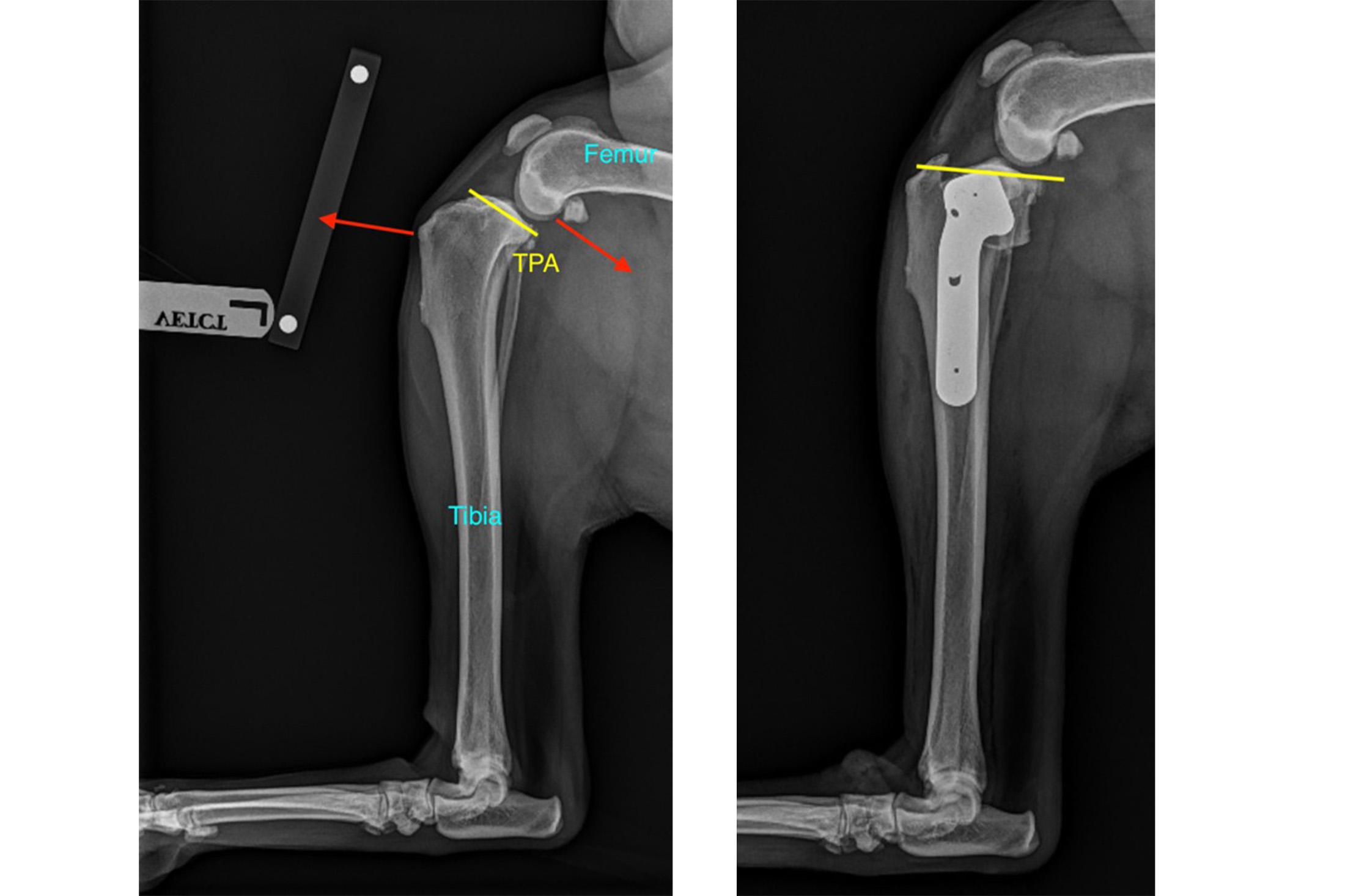 Side by side x-rays of a TPLO surgery.