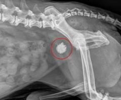X-ray of a bladder stone.