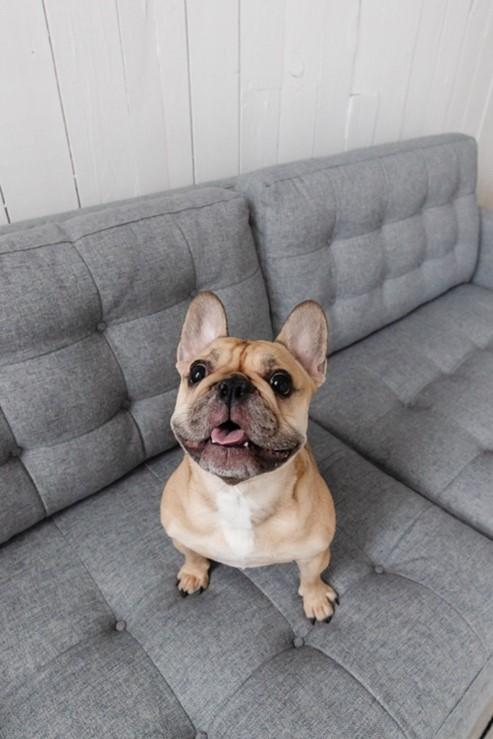 A tan French Bulldog sitting on a couch looks up at the camera with tongue sticking out.