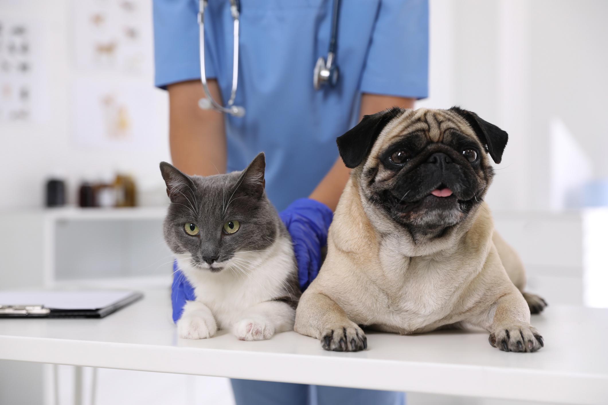 Dog and Cat at vet