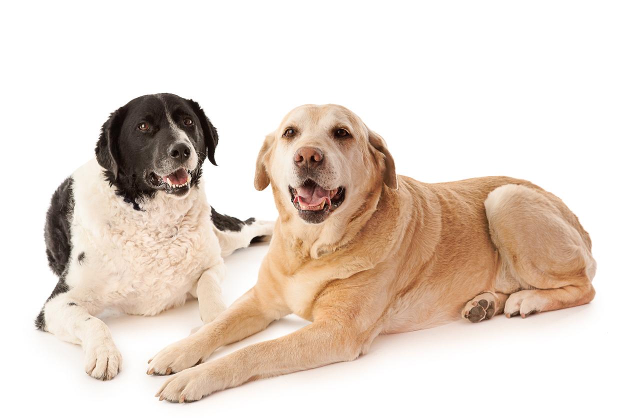 Two older dogs laying down, smiling at the camera against a white background.