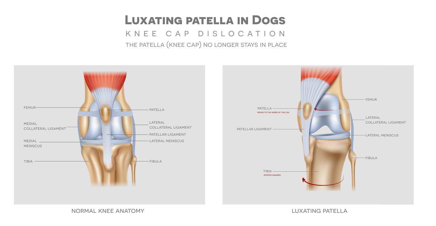 The medial luxating patella in dogs and healthy joint